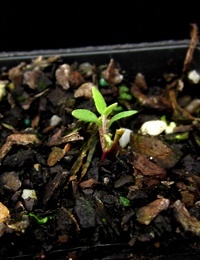 Nodding Saltbush,  Climbing Saltbush six months seedling image.