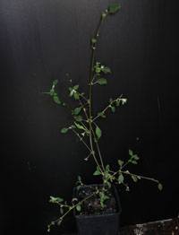 Fishweed, Lax Goosefoot four months seedling image.