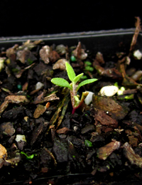 Nodding Saltbush,  Climbing Saltbush germination seedling image.