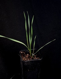 Common Wheat-grass two month seedling image.