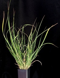 Common Wheat-grass four months seedling image.