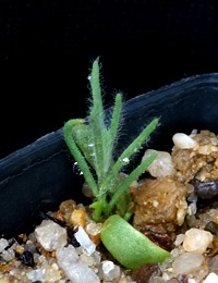 Ruby Saltbush two month seedling image.