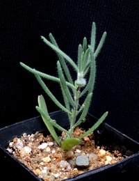 Ruby Saltbush four months seedling image.