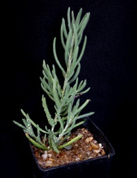 Ruby Saltbush six months seedling image.