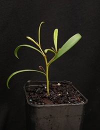 Turkey Bush two month seedling image.