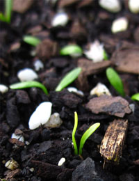 Blue Devil germination seedling image.