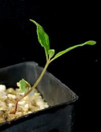 Brown Stringybark two month seedling image.