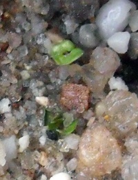 Blakely’s Red-gum germination seedling image.