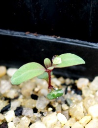 Coast Grey Box, Bosisto’s Box two month seedling image.