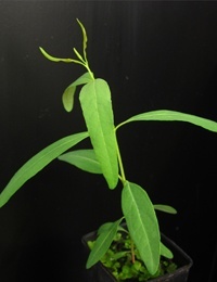 River Red Gum four months seedling image.