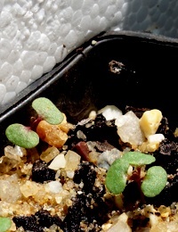 River Red Gum germination seedling image.