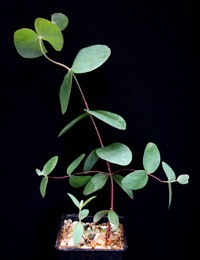 Silver-leaf Stringybark, Mealy Stringybark four months seedling image.