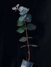 Silver-leaf Stringybark, Mealy Stringybark six months seedling image.