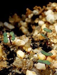 Silver-leaf Stringybark, Mealy Stringybark germination seedling image.