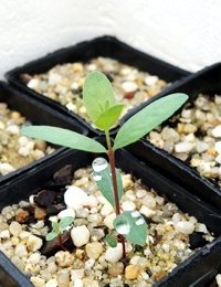 Silver Stringybark, Argyle Apple two month seedling image.