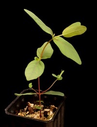 Silver Stringybark, Argyle Apple four months seedling image.