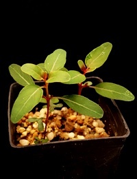 Sugar Gum two month seedling image.