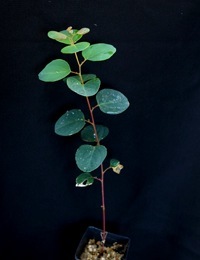 Sugar Gum six months seedling image.