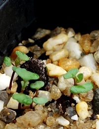 Buxton Gum germination seedling image.