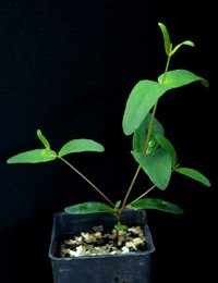 Gippsland Peppermint, Coast Peppermint four months seedling image.