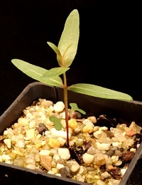 Mountain Grey Gum two month seedling image.