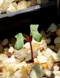 Mountain Grey Gum germination seedling image.