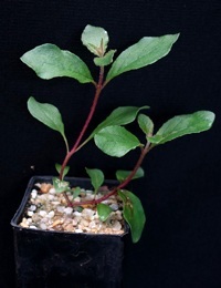 White Stringybark four months seedling image.