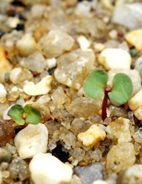 White Stringybark germination seedling image.