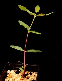 Long-leaf Box,  Bundy four months seedling image.