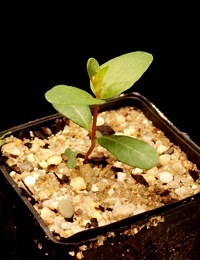 Gippsland Mallee, Bog Gum two month seedling image.