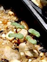 Gippsland Mallee, Bog Gum germination seedling image.