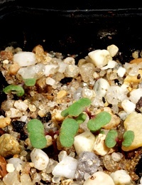 Black Box germination seedling image.