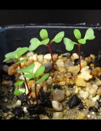 Yellow Gum germination seedling image.