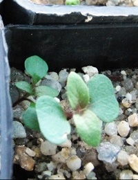 Red Stringybark germination seedling image.