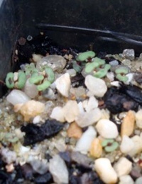 Yellow Box germination seedling image.