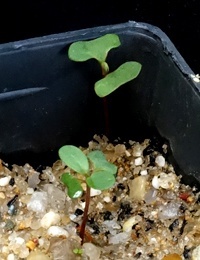 Shining Gum germination seedling image.