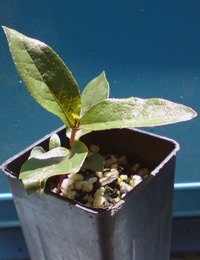 Messmate Stringybark two month seedling image.