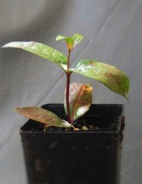 Messmate Stringybark four months seedling image.