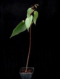 Messmate Stringybark six months seedling image.