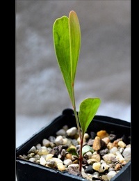 Swamp Gum two month seedling image.