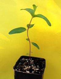 Swamp Gum four months seedling image.