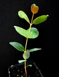 Swamp Gum six months seedling image.