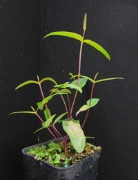 Narrow-Leaved Peppermint four months seedling image.