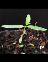 Candlebark two month seedling image.