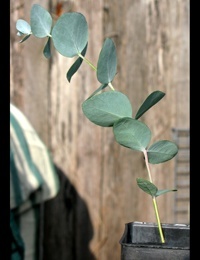 Candlebark six months seedling image.