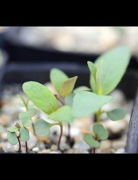 Candlebark germination seedling image.