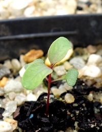 Ironbark, Red Ironbark, Mugga two month seedling image.