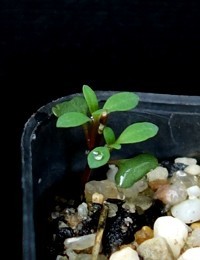 Ironbark, Red Ironbark, Mugga germination seedling image.