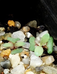 Black Sallee germination seedling image.