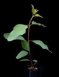 Forest Red Gum six months seedling image.